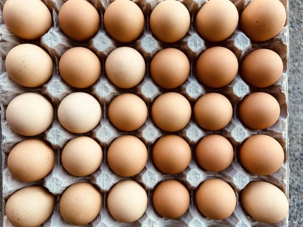 Newborn Eggs | 初生蛋