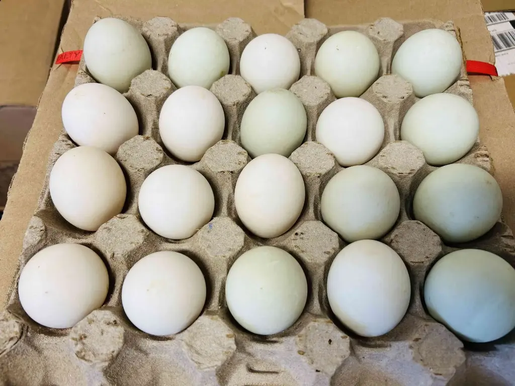 [4003] Duck Eggs | 鴨蛋 (120 個/箱)